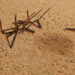 Krähenfüsse für Pfützen in Hambacher Forst